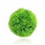 Green spherical moss ball on a white background