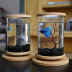 Two small glass aquariums with wooden lids and bases on a dark surface.