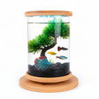 Small fish tank with a wooden lid and base, containing green seaweed and a colorful fish.